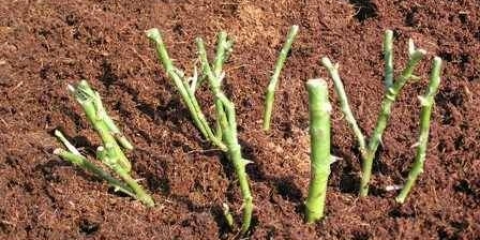 Kako saditi ruže u jesen sa otvorenim korijenskim sistemom